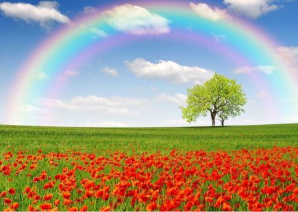 Arc-en-ciel dans un pré vert et des coquelicots rouge.