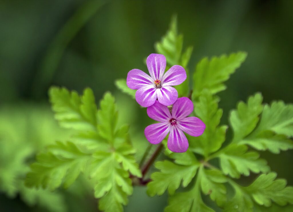 Photo de la fleur Géranium Robert - gros plan fleurs violettes