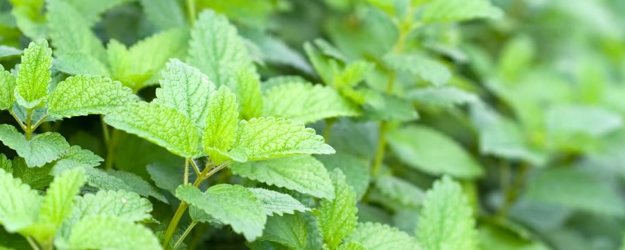 Melissa officinalis
