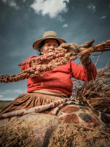 Graines germées de quinoa 2