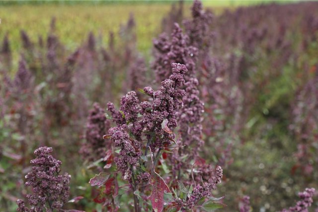 Graines germées de quinoa 3