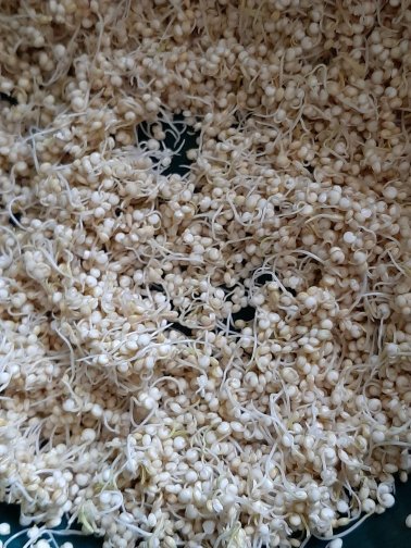Graines germées de quinoa 1