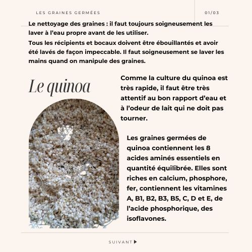 Graines germées de quinoa 9
