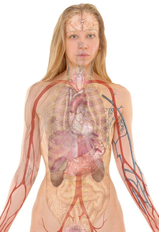 Respiration2