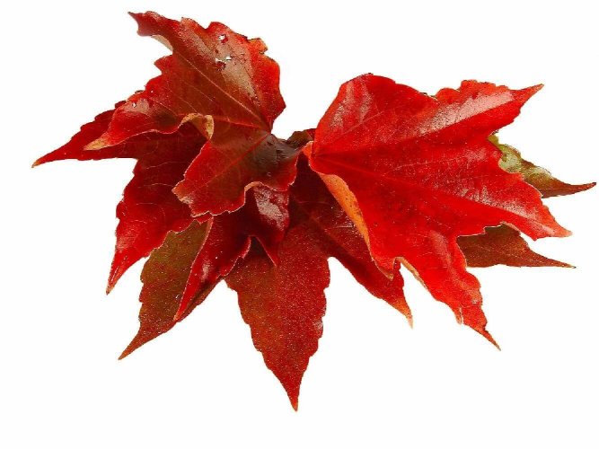 Vitis Vinifera
