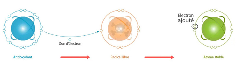 Stress oxydatif. Schéma représentatif de l'action des antioxydants au niveau de l'atome