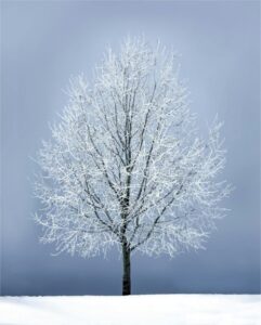 Arbre solitaire sous la neige — branches gelées, ciel d’hiver, ambiance calme et froide