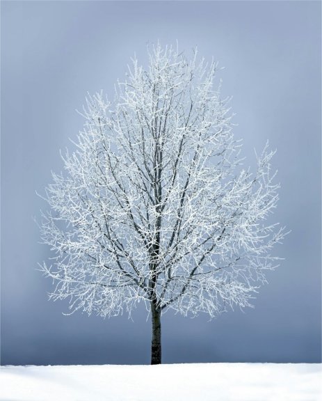 Arbre solitaire sous la neige — branches gelées, ciel d’hiver, ambiance calme et froide