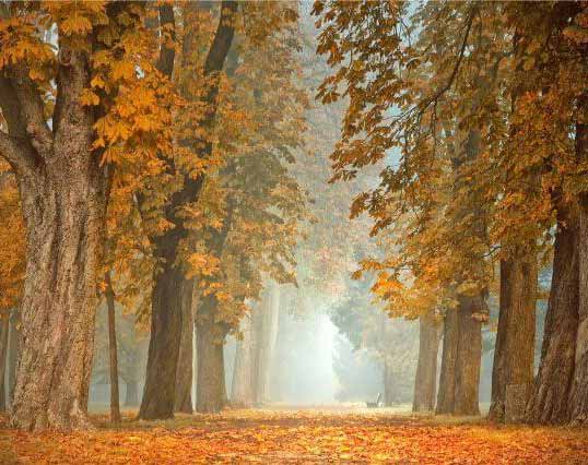 Allée arbres automne, feuilles dorées au sol, brouillard matinal, lumière douce