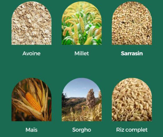 Céréales sans gluten — avoine, millet, sarrasin, maïs, sorgho, riz complet