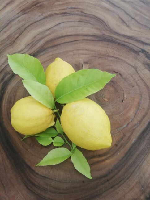Jus de citron. 3 citrons jaune avec des feuilles sur le tronc d'un arbre