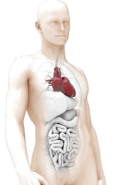 Schéma des organes impliqués dans la détoxification en été : cœur et intestins