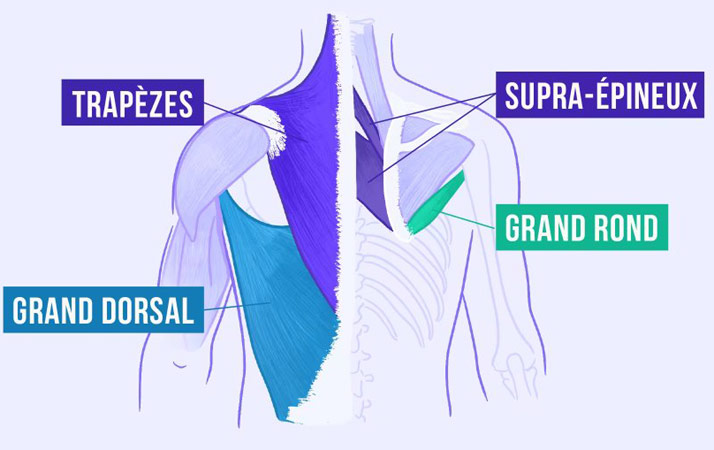 Dessin des muscles du dos et noms des principaux, trapèzes, supra-épineux