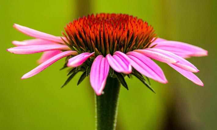 Échinacée, plante médicinale utilisée en naturopathie
