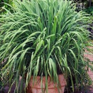 Cymbopogon citratus