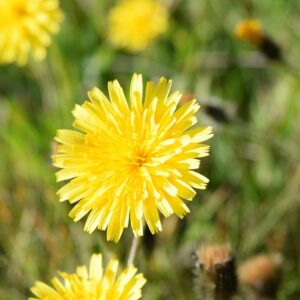 Hieracium pilosella3 Hieracium pilosella