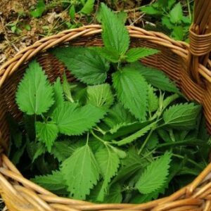 L’ortie et recette de soupe à l’ortie 4 L'ortie et recette de soupe à l'ortie 4