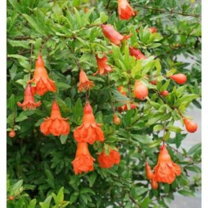 Punica granatum