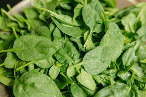 plat d'épinards frais base de l'article sur le stress oxydatif