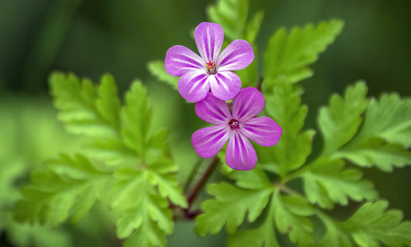 Photo de la fleur Géranium Robert - gros plan fleurs violettes