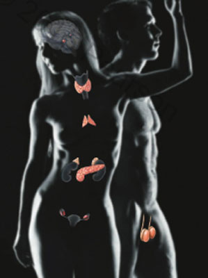 Alimentation hormonale. Schéma système endocrinien, thyroïde, pancréas, ovaires, testicules