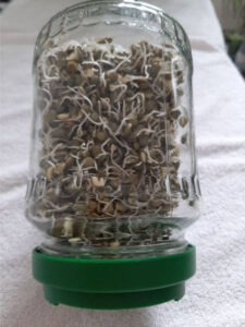 Lentilles vertes germées dans récipient transparent, couverture blanche