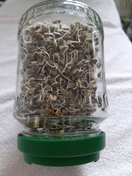 Lentilles vertes germées dans récipient transparent, couverture blanche