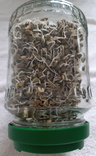 Lentilles vertes germées dans récipient transparent, couverture blanche