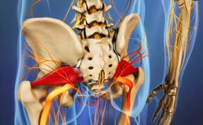 Illustration corps humain transparent, muscles piriformes en rouge