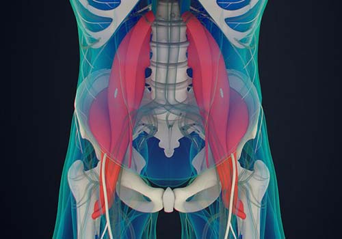 Corps humain en transparence muscles psoas en rouge