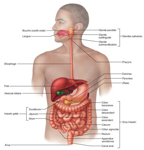 Organes du printemps en naturopathie — foie, vésicule biliaire, reins, pancréas — clés du nettoyage de printemps