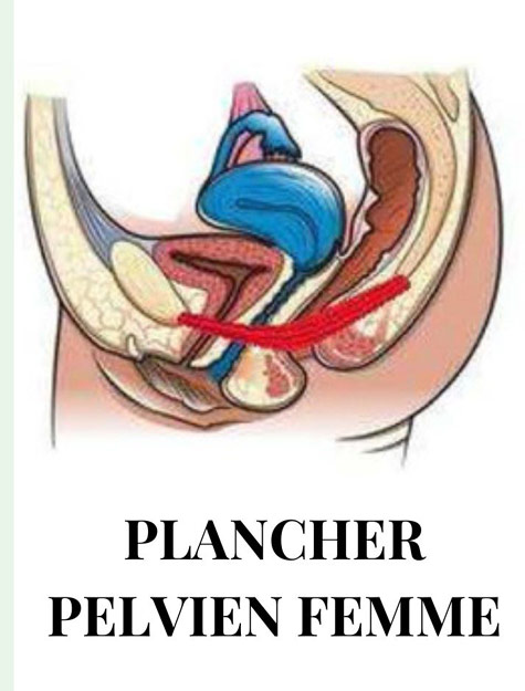 Dessin du plancher pelvien, périnée, de la femme, muscles en rouge