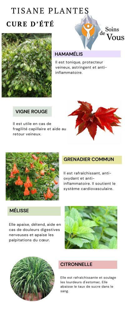 Plantes médicinales et aromatiques de l’été pour rafraîchir et tonifier l’organisme