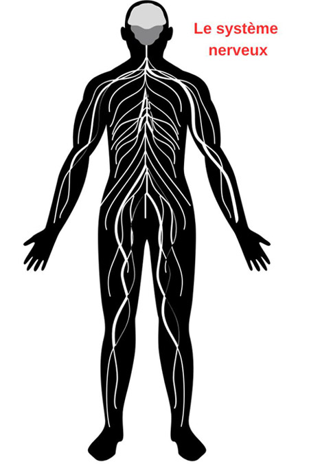 Dessin homme anatomie du système nerveux