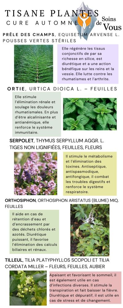 Tisane d’automne — prêle des champs, ortie, serpolet, orthosiphon et tilleul — pour drainer les reins et la peau en douceur