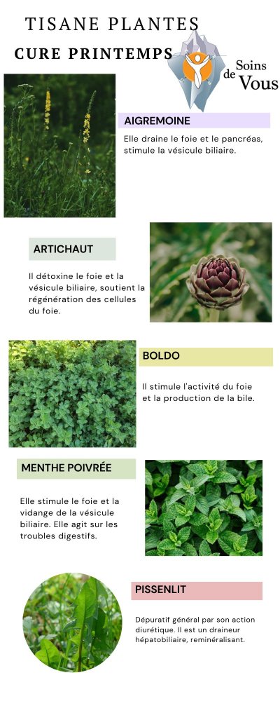 Tisane de printemps — aigremoine, artichaut, pissenlit — pour drainer le foie et les reins en douceur